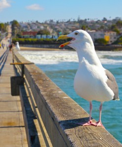 Macomber-Productions-Ocean-Beach-image