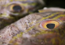 Tekka Wet Market Fish