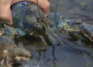 Urban Coastal Sustainability Initiative at NU Marine Science Center